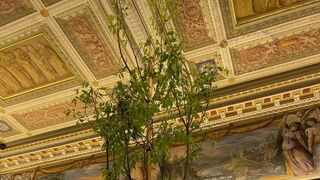 Un árbol de 4 metros de altura: el llamativo regalo del presidente de Gabón al Papa