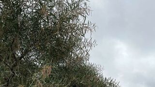 La Blanca Paloma regresa, por fin, a casa