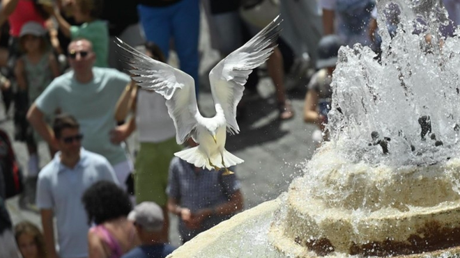 Una paloma en la plaza de San Pedro