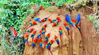 Los papagayos de la selva