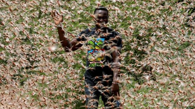 Plaga de langostas. Kenia