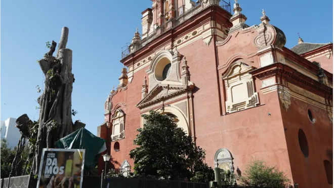 El ficus centenario de Sevilla, podado