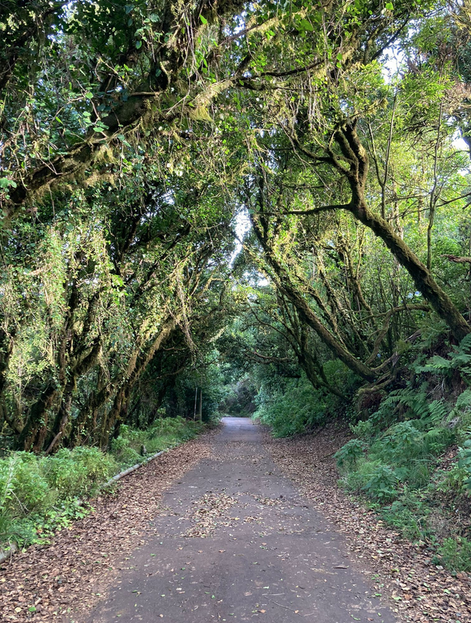 Camino