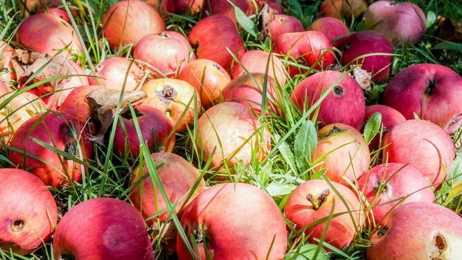 Desperdicio de alimentos
