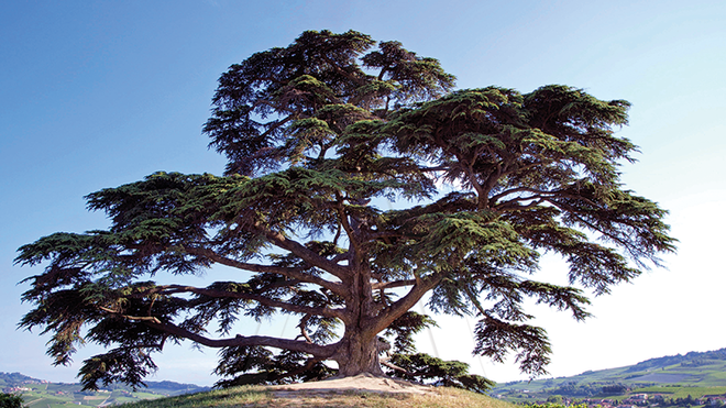 I Sábado de Adviento
