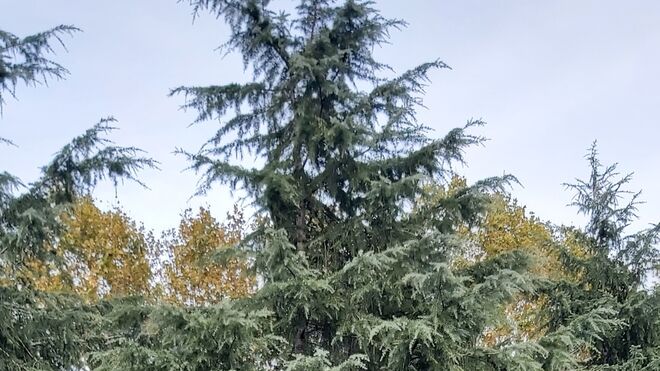 I Sábado de Adviento