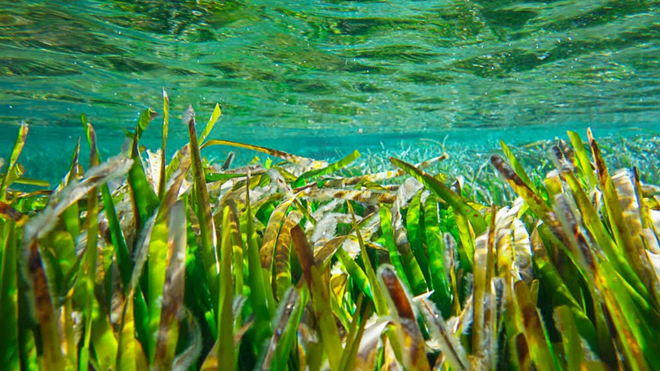 Posidonia
