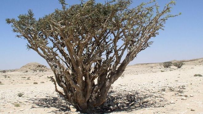 II Viernes de Adviento