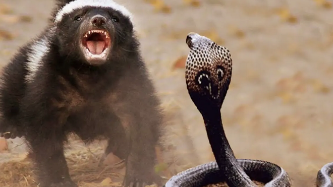 El combate del tejón y la serpiente