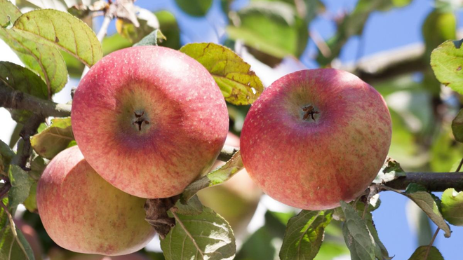 18 III Miércoles de Adviento