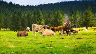 Bendición de animales