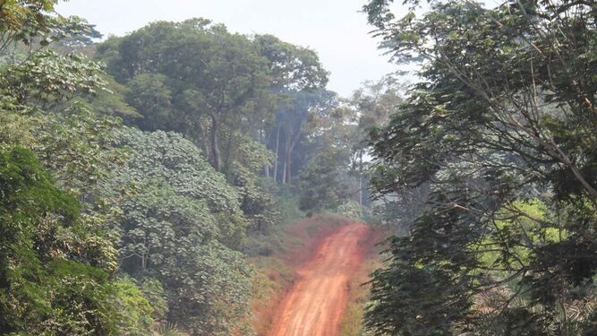 Selva en la República Centroafricana