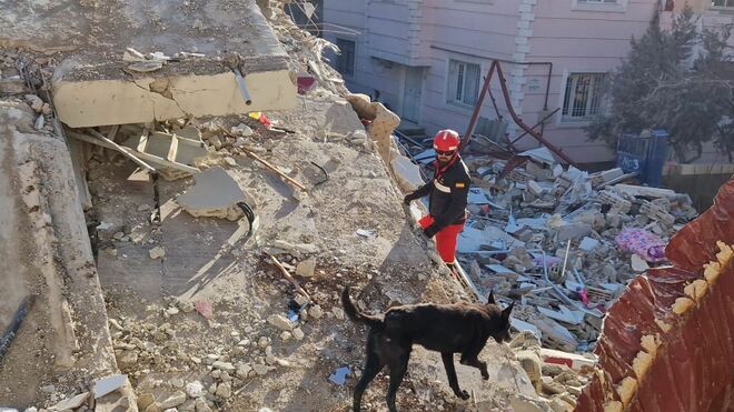 Un perro busca supervivientes tras el terromoto en Turquía y Siria