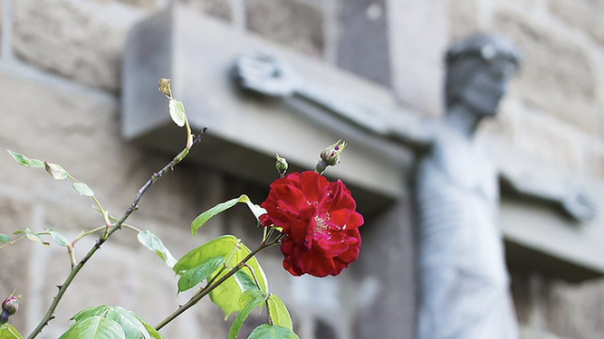 La cruz y la rosa