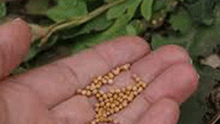 Las vocaciones ¿una bendición?