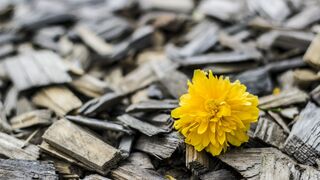 La resiliencia, un canto a la libertad