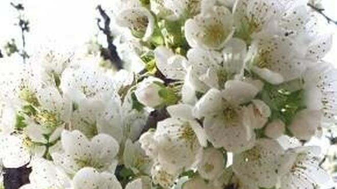 Martes de la Octava de Pascua