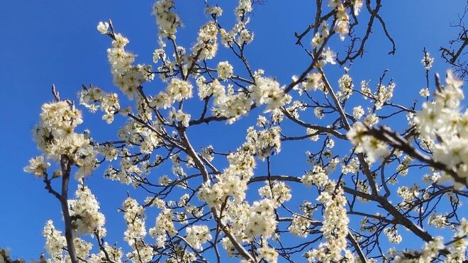 Miércoles de la Octava de Pascua