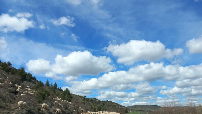 IV Domingo de Pascua "A" Jornada mundial de oración por las vocaciones