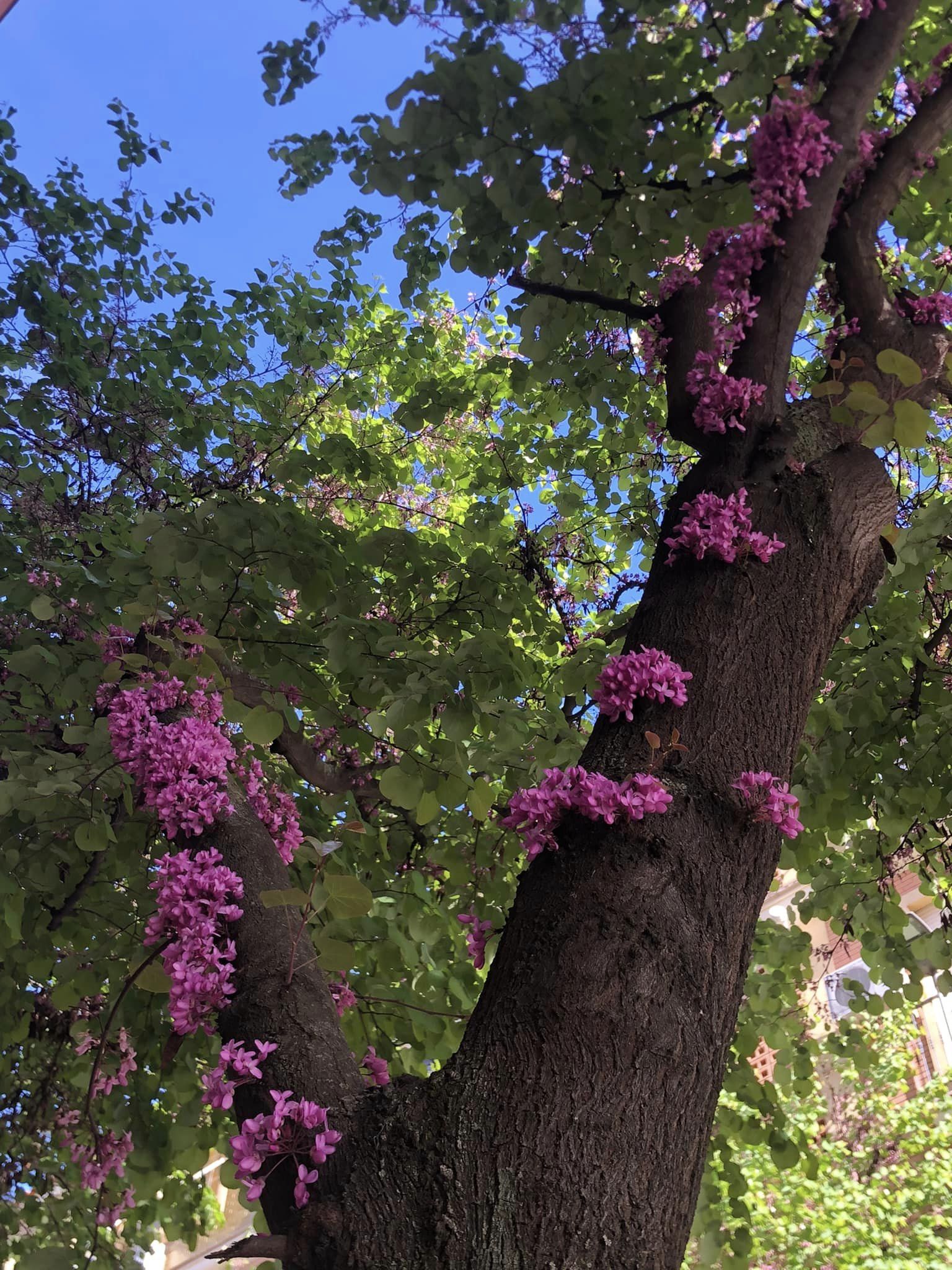 flores arbol
