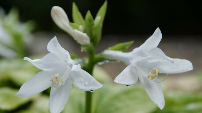 El Cuarto Evangelio (3)