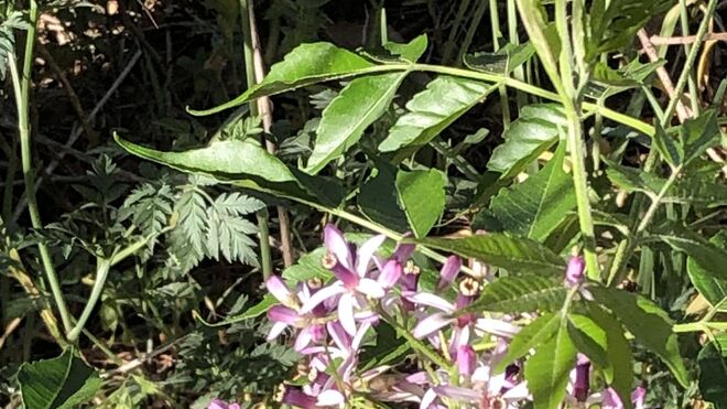Florecillas de Pascua