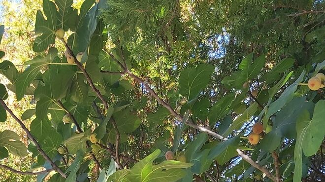 El Cuarto Evangelio (11)