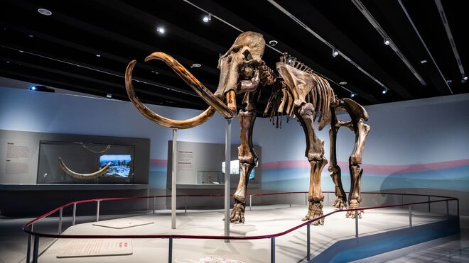 CaixaForum Madrid se adentra en la vida de los mamuts