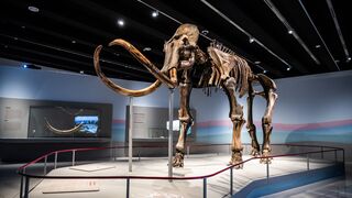 CaixaForum Madrid se adentra en la vida de los mamuts