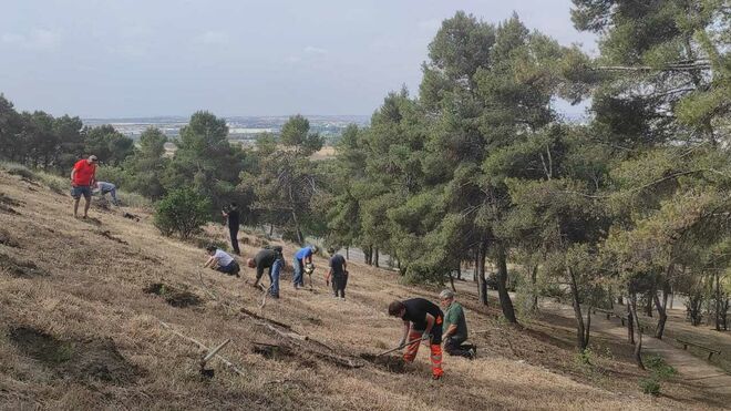 Reforestación en el Cerro de los Ángeles