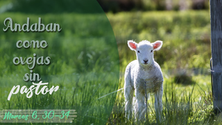 Ovejas sin pastor