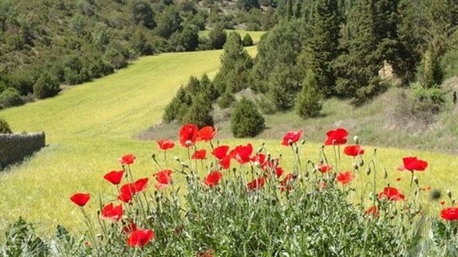 XV Domingo del Tiempo Ordinario