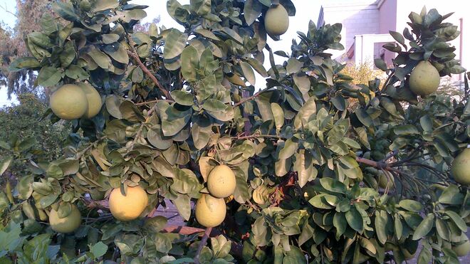 XVII Domingo del Tiempo Ordinario