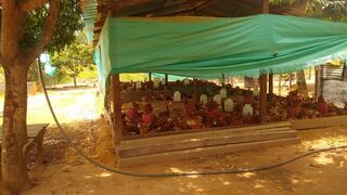 Fondo Populorum Progressio apoya proyecto agropecuario de Pueblos Sikuani, Piapoco y Salive