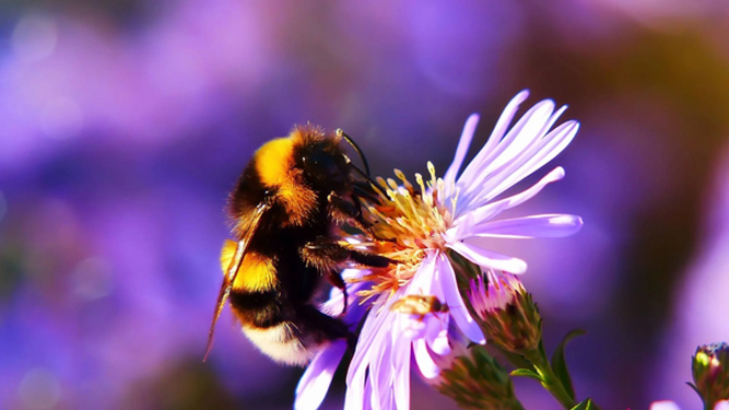 Abejorro polinizando una flor