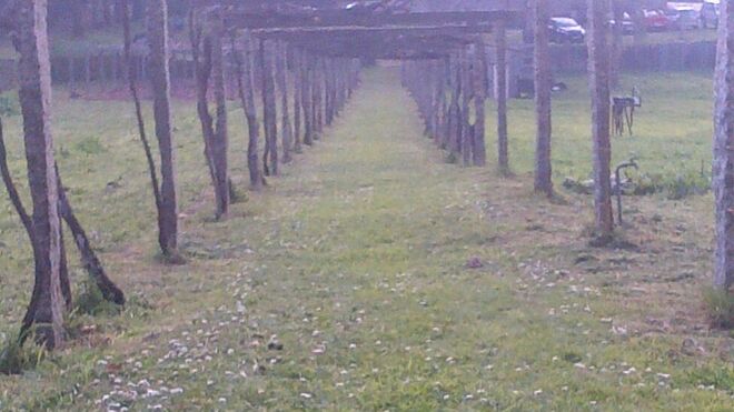 XXVII Domingo del Tiempo Ordinario