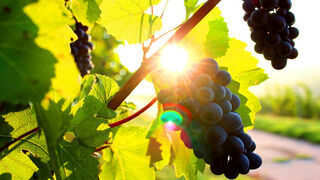 Darlo todo por la Viña del Señor