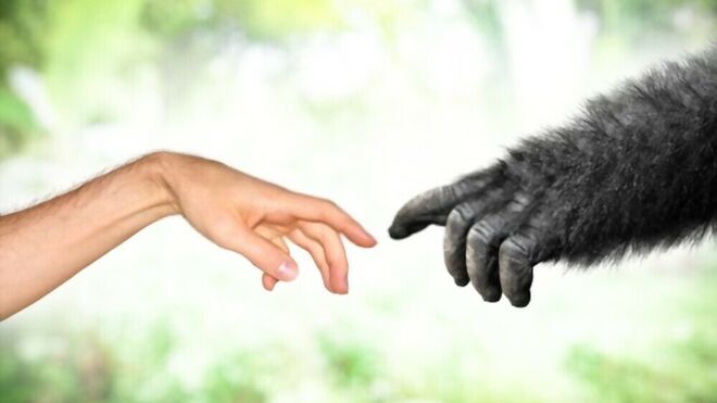 Teología y evolución