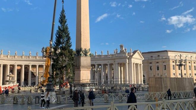 Instalación del árbol en la plaza de San Pedro