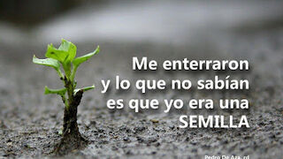 Semilla