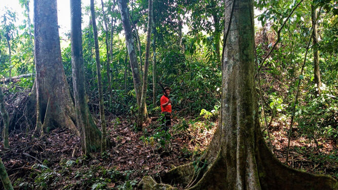 Zona boscosa donde viven los kakataibo en la Amazonia peruana