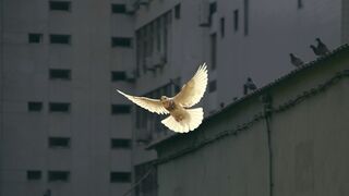 Tregua por la paz en Navidad