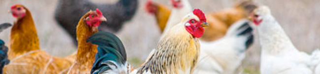 gallina-merula