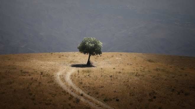 Árbol