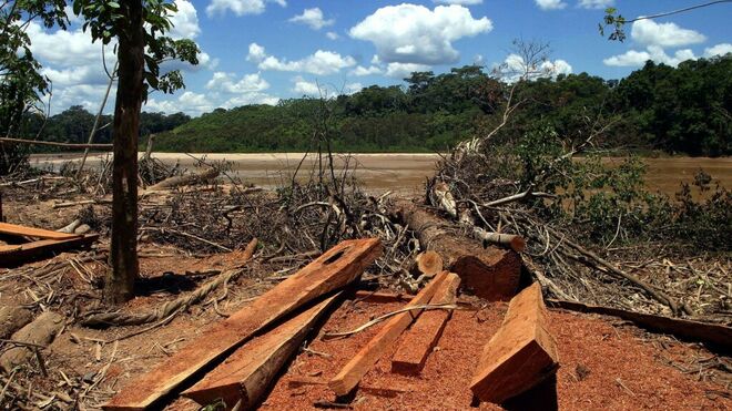 CEAMA: Ley forestal favorece economía ilegal y arriesga conservación de Amazonía peruana