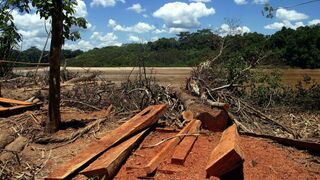 CEAMA: Ley forestal favorece economía ilegal y arriesga conservación de Amazonía peruana