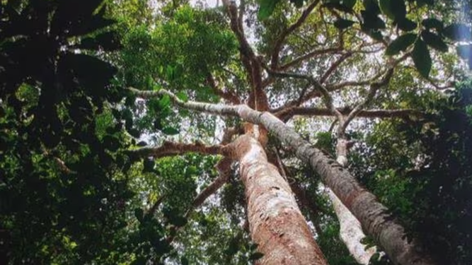 Árbol