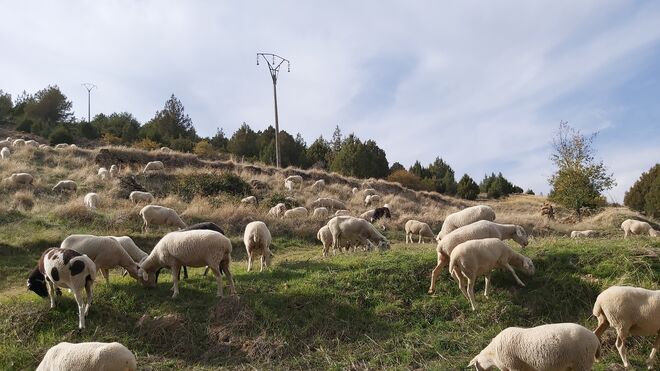 Desde el desierto del claustro