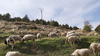 Desde el desierto del claustro
