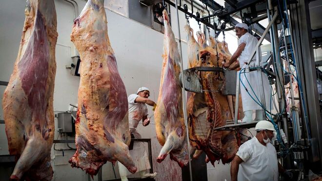 Carnes de vacuno en un matadero